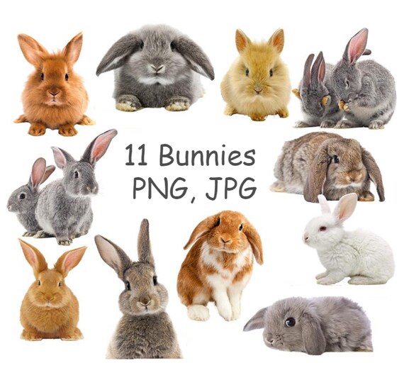Realistic Bunny PNG Rabbit Clipart Cute Animal Clipart With Etsy
