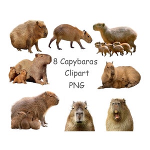 Carpincho PNG lindo animal clipart con fondo transparente Carpincho clipart