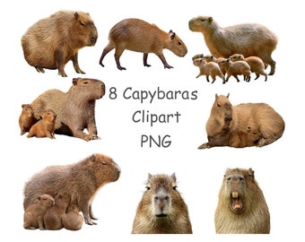 Capybara clip art PNG with transparent background for sublimation