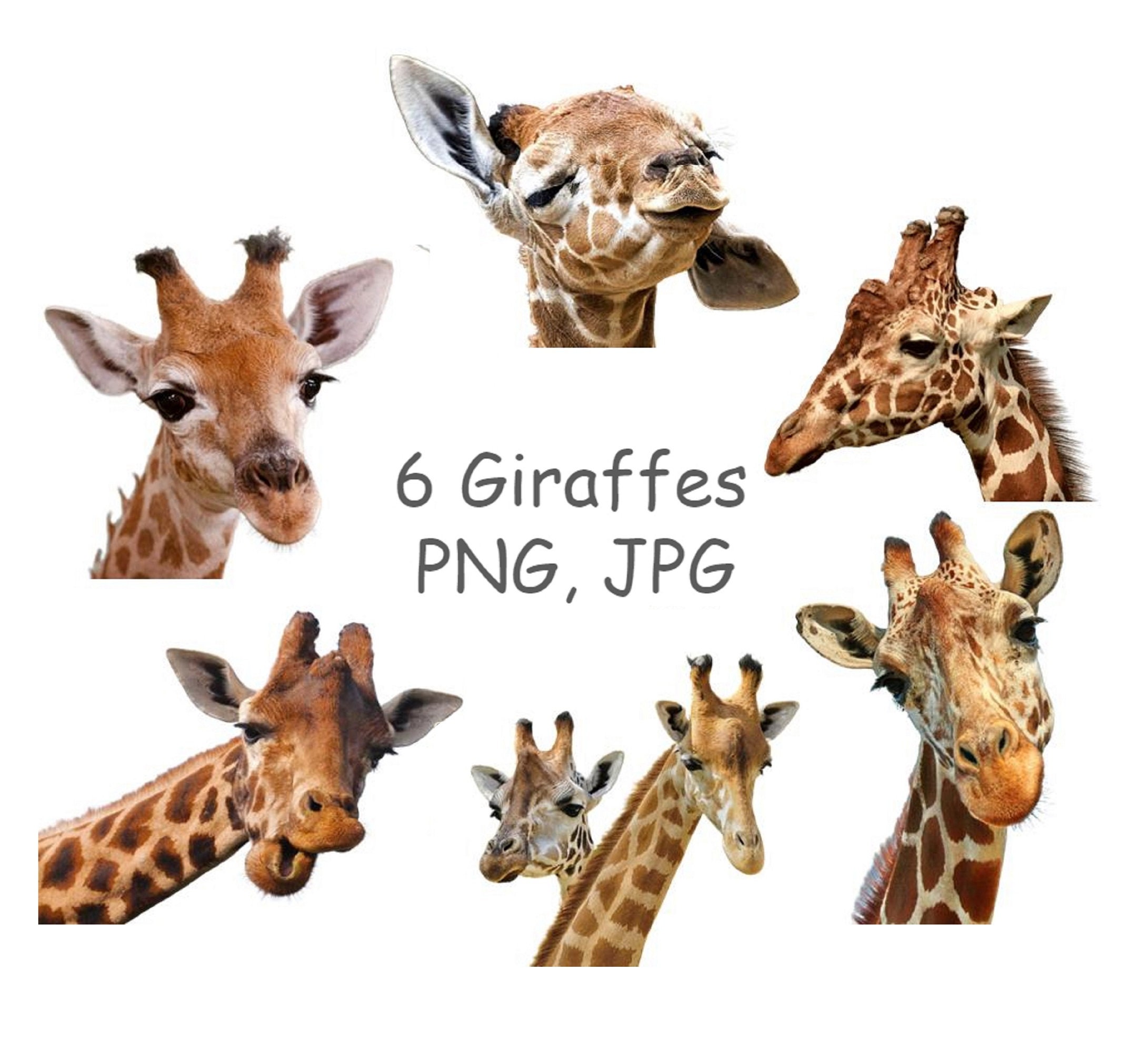 Giraffe PNG Giraffe Clipart With Transparent Background - Etsy Canada