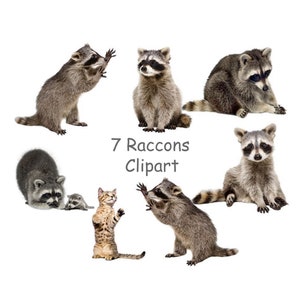 Raccoon clip art PNG, Cute animal clipart with transparent background, Woodland animals clipart