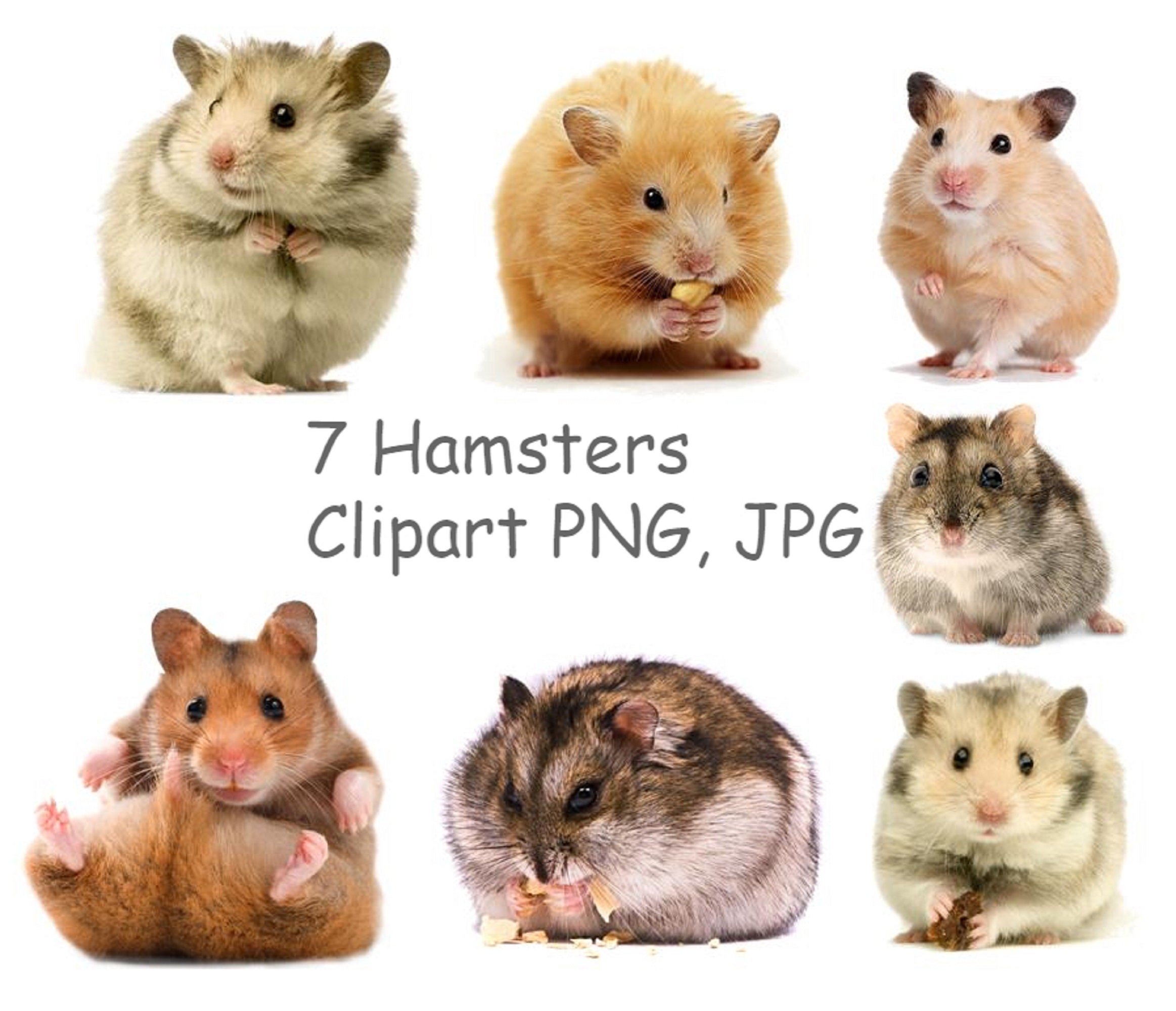 Hamster Stationery Etsy Ireland