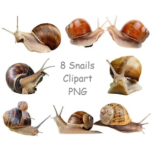 Schnecke Clipart, niedliches Tier Clip Art mit transparentem Hintergrund, digitale Schnecken Download