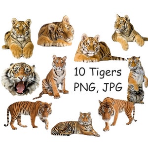 Tiger PNG, Tiger clipart, Safari animals clipart, Jungle animals PNG, Cute animal clipart with transparent background