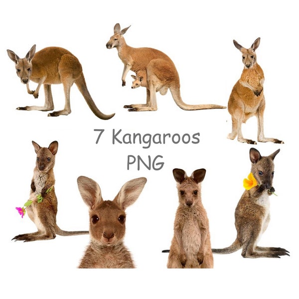 Kangaroo PNG, Australian animals clipart with transparent background, Digital kangaroo