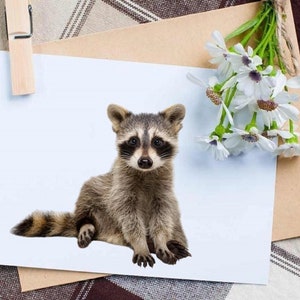 May include: A small raccoon with black eyes and a black mask sits on a white background. The raccoon has a bushy tail and gray fur.