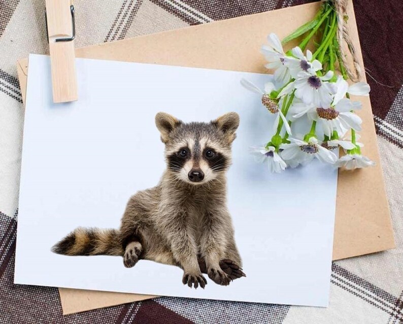 May include: A small raccoon with black eyes and a black mask sits on a white background. The raccoon has a bushy tail and gray fur.
