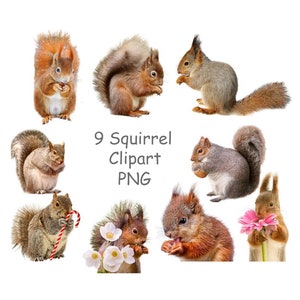 Squirrel png, Cute animal clipart with transparent background, Squirrel digital download