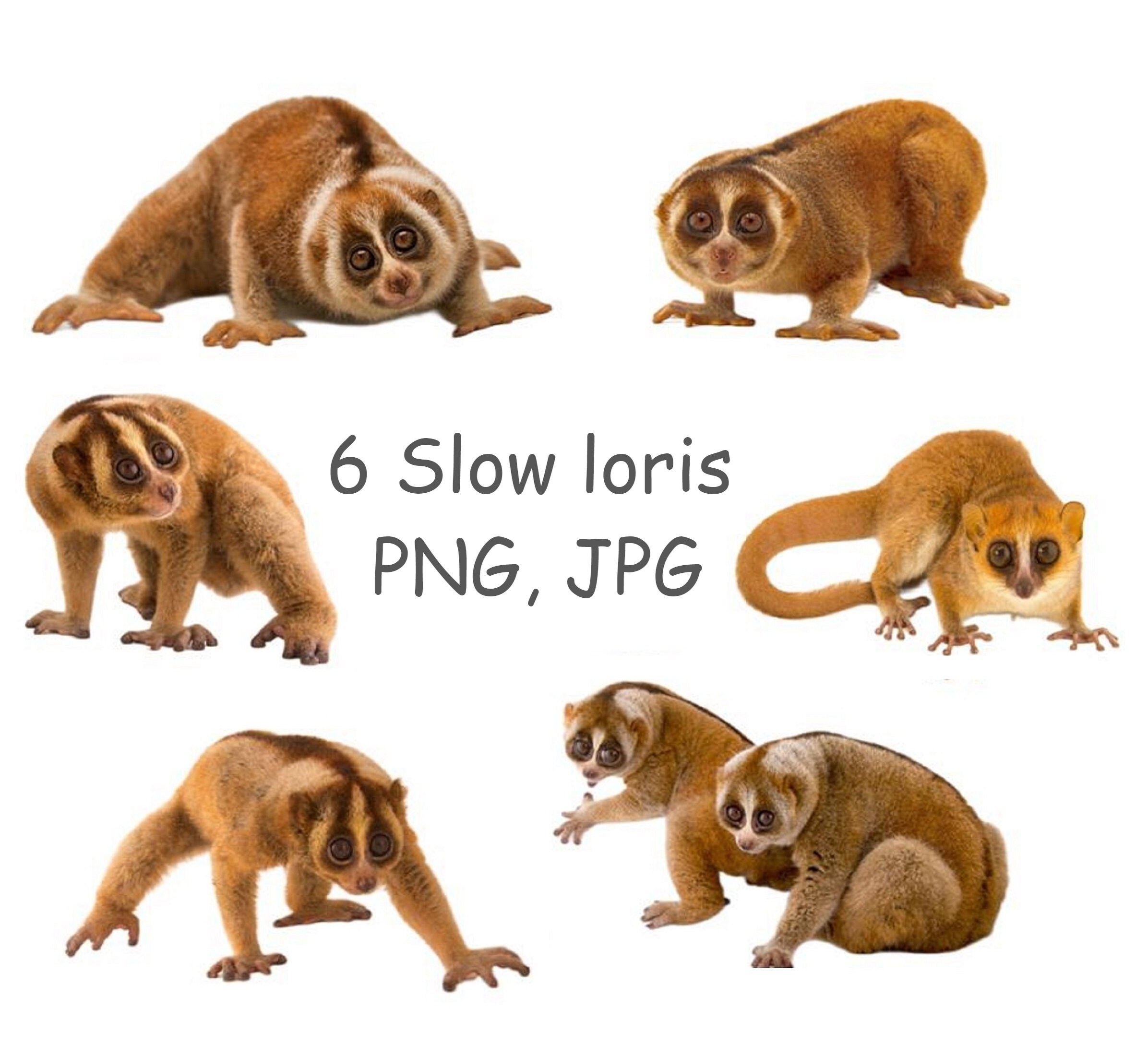 Slow Loris Clipart Monkey PNG Cute Animal Clipart With - Etsy Slow Loris Clipart Monkey PNG Cute Animal Clipart With - Etsy
