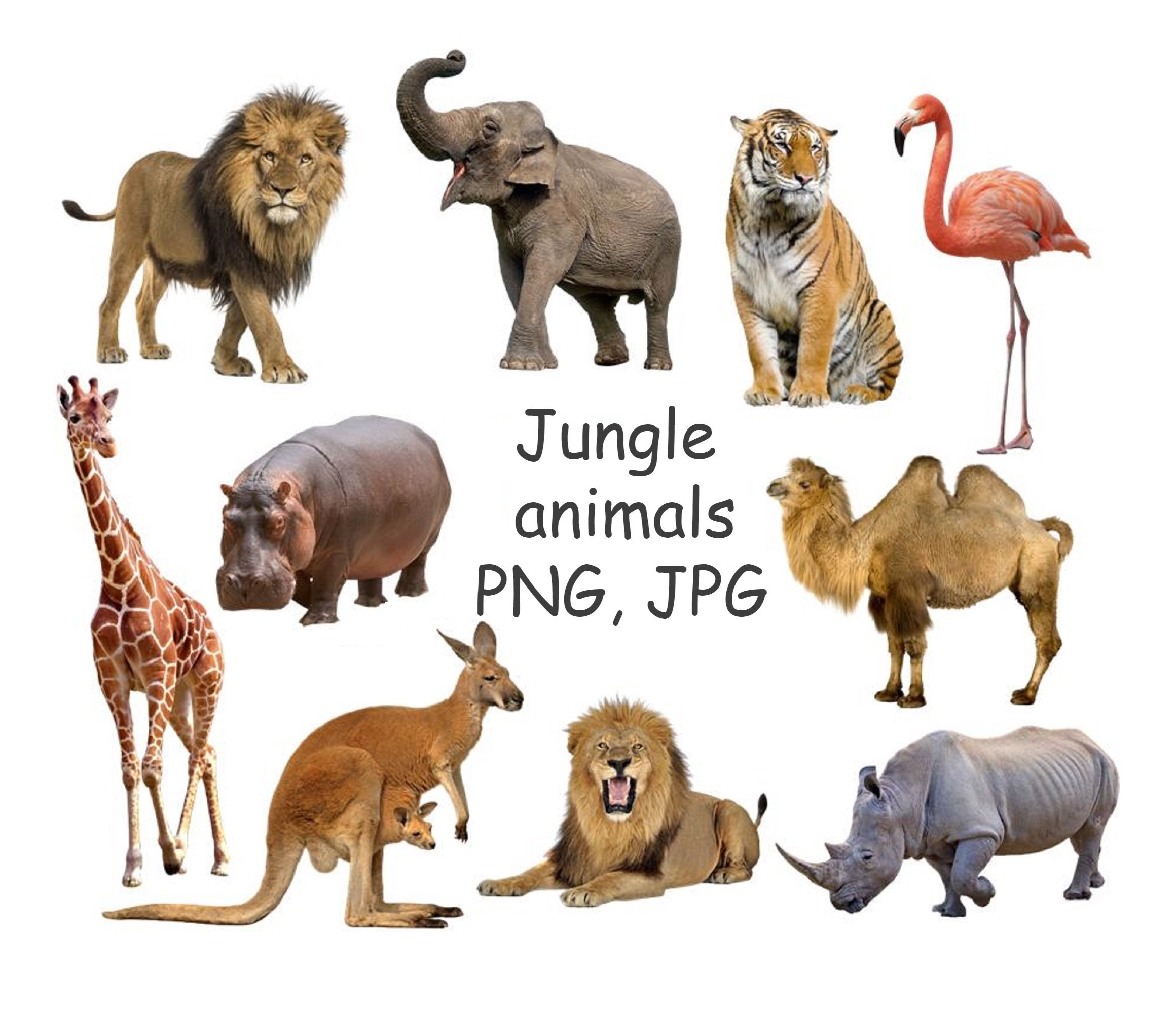 Jungle Animals Clipart Safari Animal Clipart With Transparent - Etsy Jungle Animals Clipart Safari Animal Clipart With Transparent - Etsy