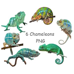 Chameleon PNG, Lizard clipart, Cute animal clipart with transparent background