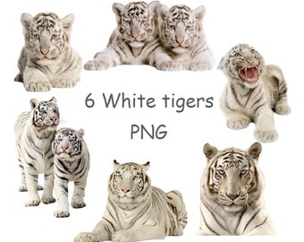 White tiger clip art PNG with transparent background for sublimation
