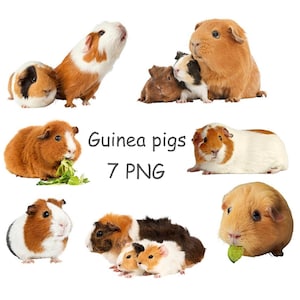 Guinea pig clip art, Cute animal clipart with transparent background, Guinea pigs PNG
