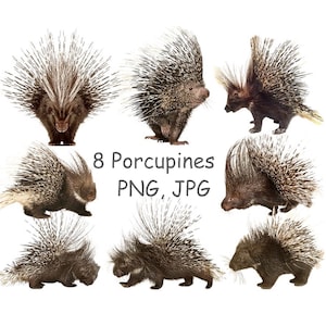 Porcupine clipart with transparent background, Porcupine PNG, Cute animal clipart
