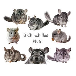 Chinchilla Geburtstagskarte – Niedlich, 145 X 145 Mm, Mit Umschlag, Aus Recyceltem Karton