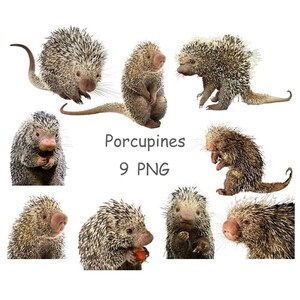 Porcupine clip art with transparent background, Porcupine PNG, Cute animal clipart