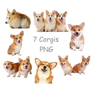Corgis PNG, Corgis Clipart, Niedliches Tier Clipart mit transparentem Hintergrund, Corgis druckbar