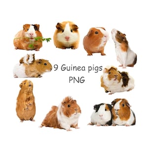 Image clipart cochon d&#39;Inde avec un arrière-plan transparent pour sublimation