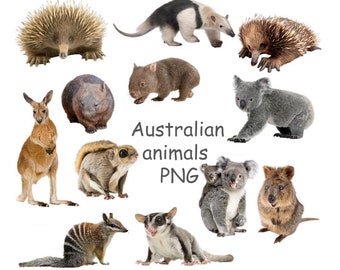 Australian Animals Clipart: Koala, Kangaroo, Wombat PNG (Digital Download)