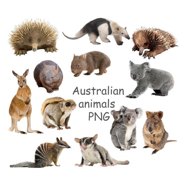 Australian animals clipart, Koala PNG, Echidna, Quokka, Wombat, Kangaroo, cute animals clipart with transparent background