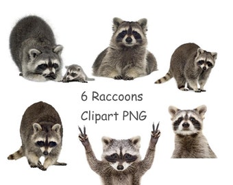 Imágenes prediseñadas de mapaches, imágenes prediseñadas de animales lindos con fondo transparente