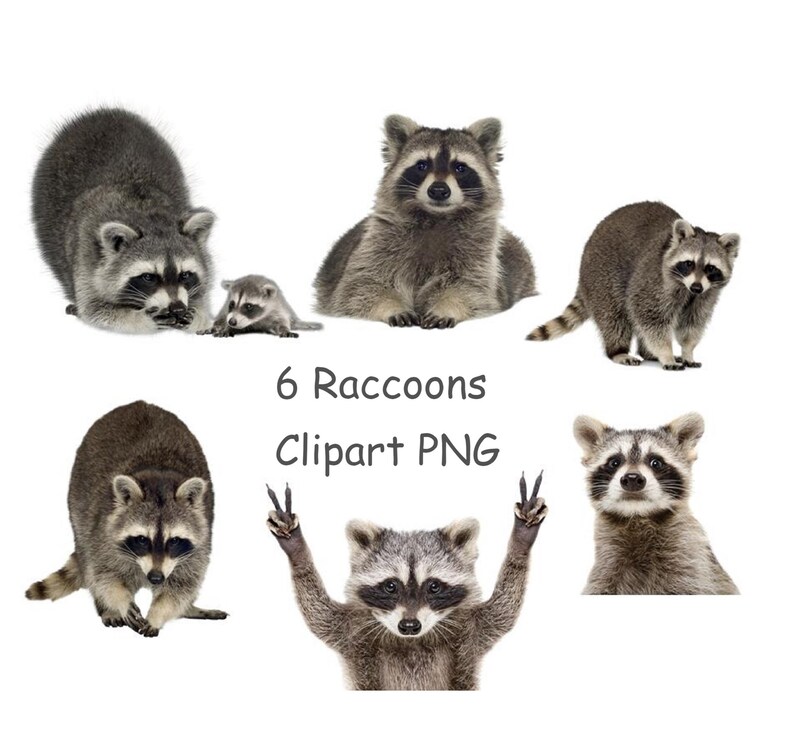 Raccoon clipart PNG Cute animal clipart with transparent background