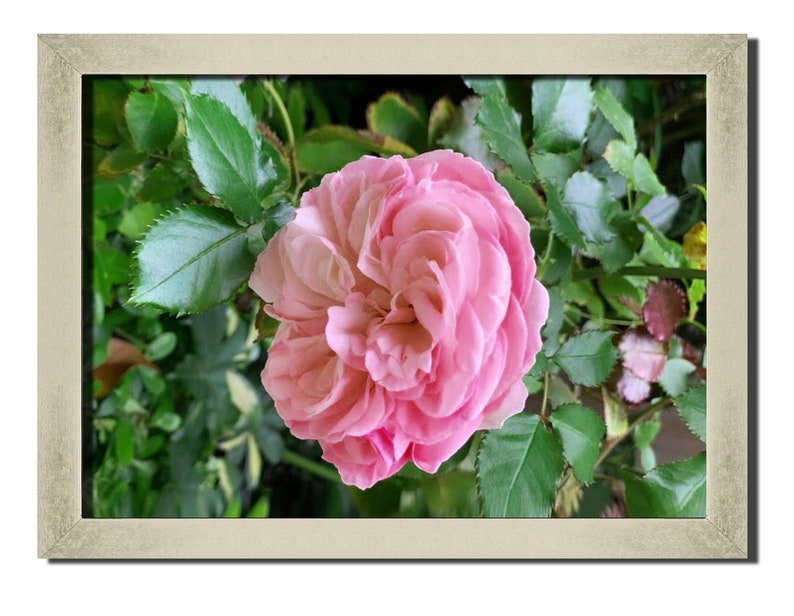 Pink Rose Morning Wall Art Decor Flower My Day Canvas Picture Etsy