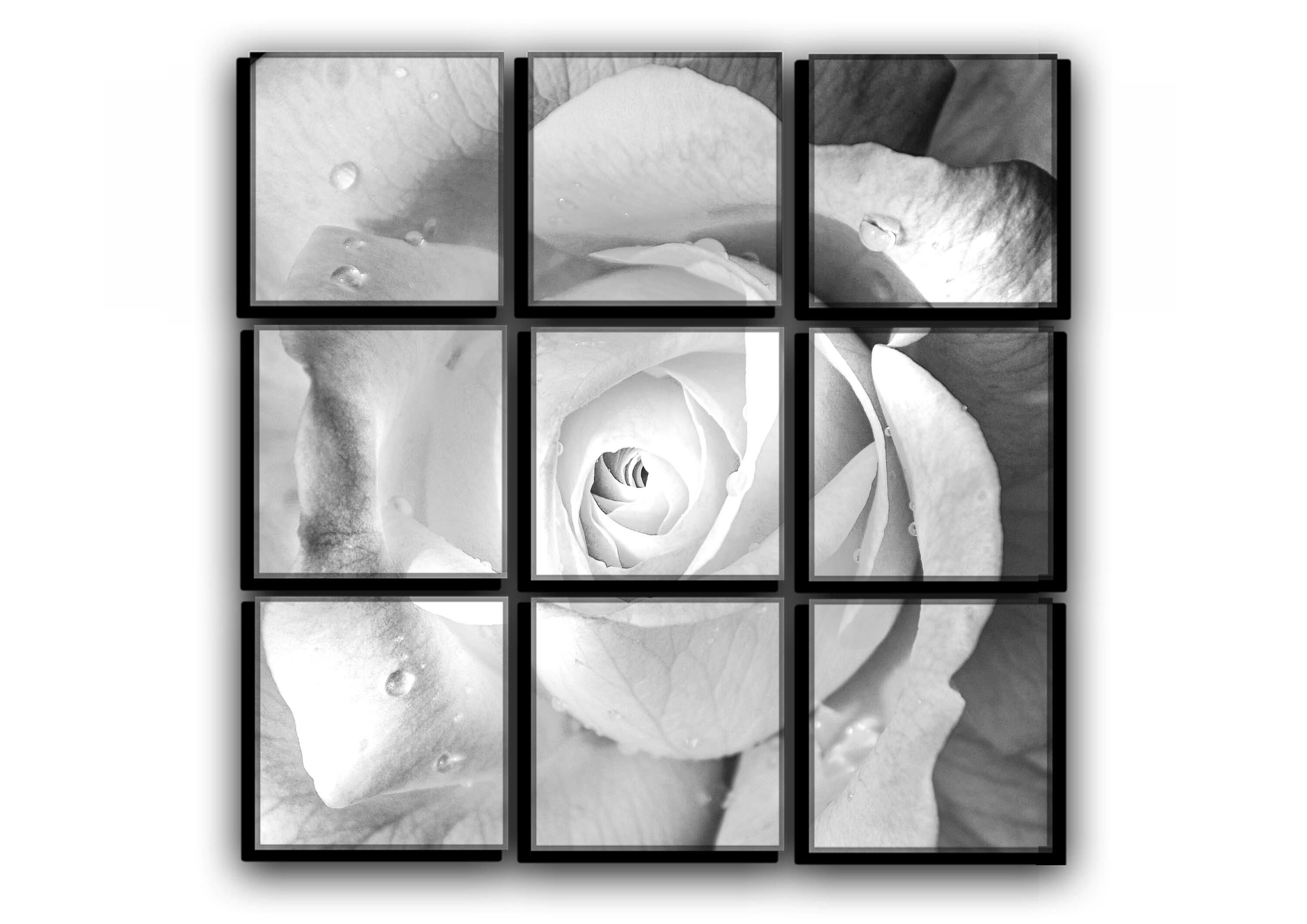 White Rose Wall Art Decor Rose Flower Petals Canvas Picture Etsy