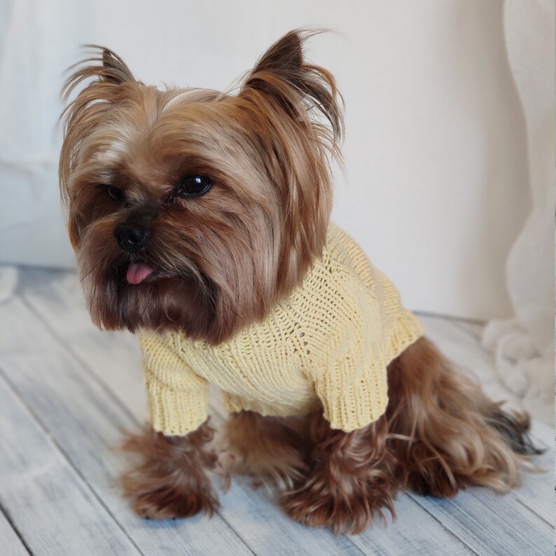 May include: A small brown and tan Yorkshire Terrier dog wearing a yellow knitted sweater. The dog is sitting on a light wood floor.