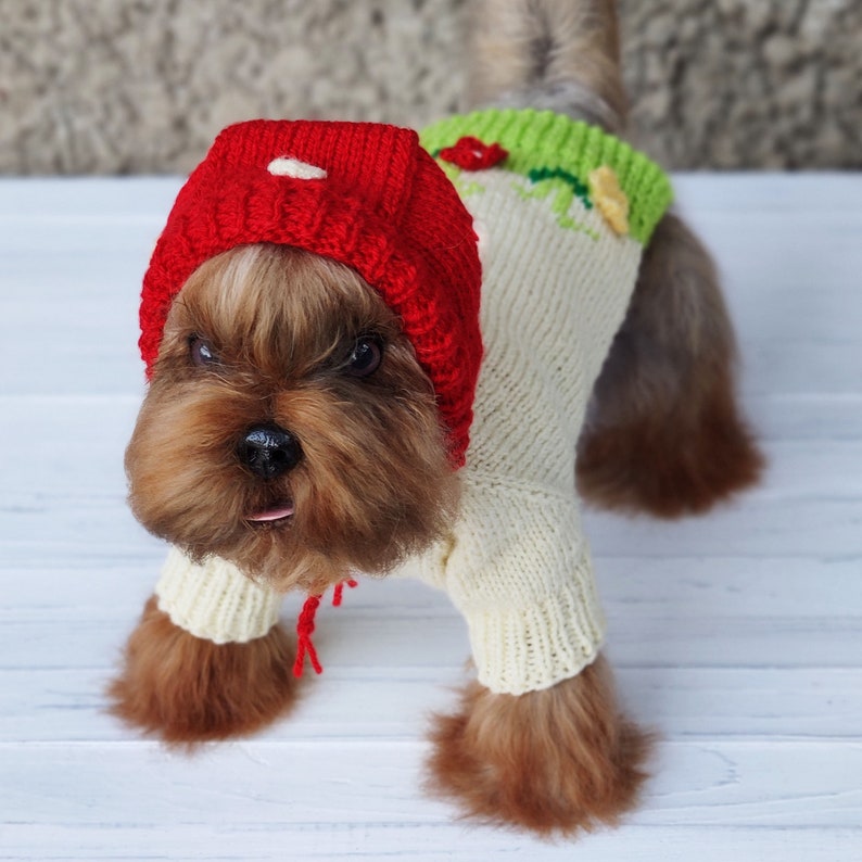 Peut inclure: Un petit chien brun portant un pull en tricot blanc avec des accents verts et rouges et un bonnet en tricot rouge. Le chien est debout sur une surface en bois blanc.