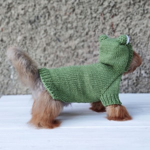 May include: A small dog wearing a green knitted sweater with a hood. The sweater has white trim around the hood.