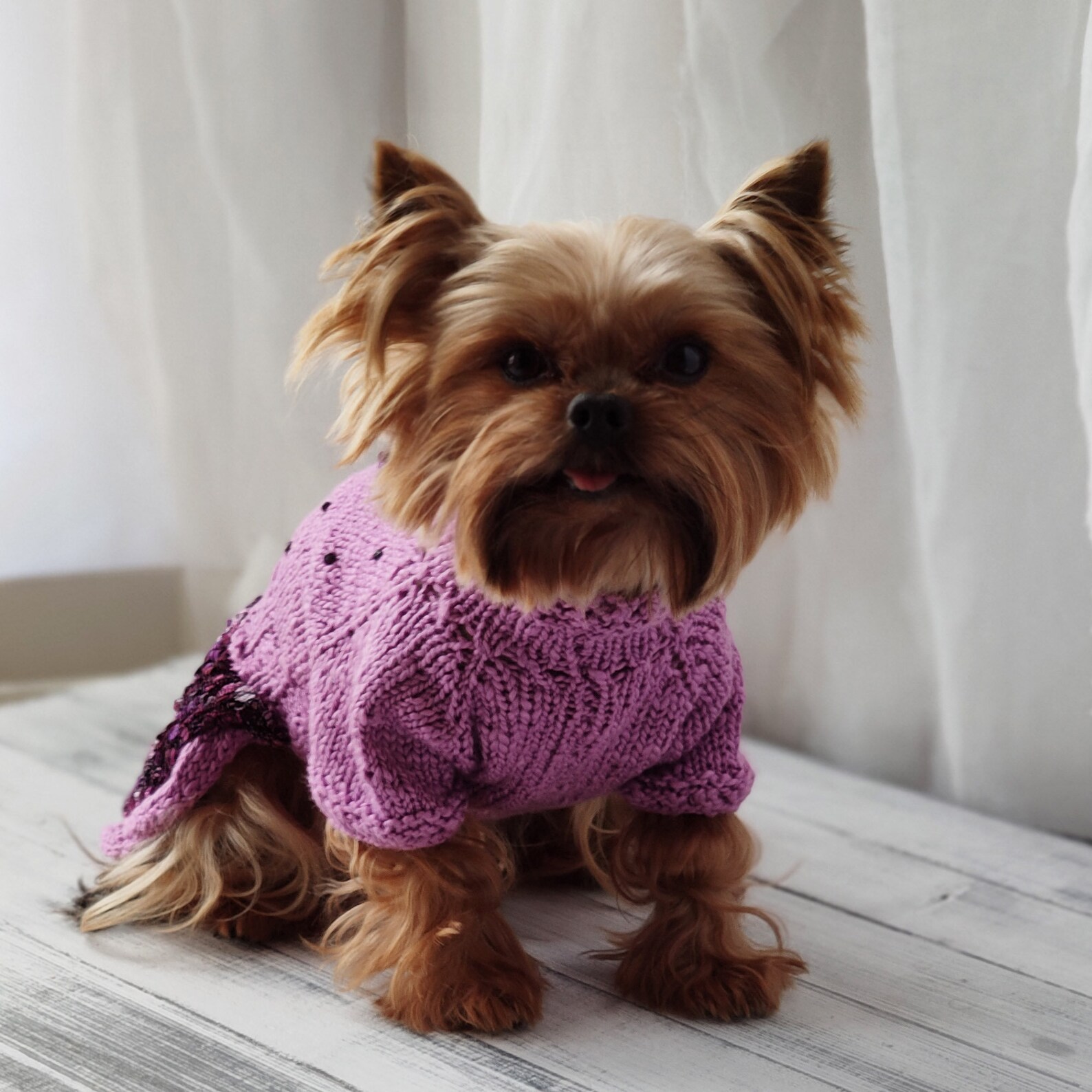 Designer dog clothes Small dog dress with butterfly Dog Etsy