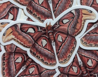 Atlas Moth Vinyl Sticker