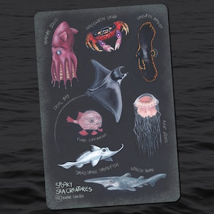 May include: A black and white illustration of spooky sea creatures, including a vampire squid, a Halloween crab, a longfin batfish, a devil ray, a furry coffinfish, a smallspine spookfish, a goblin shark, and a ghost jelly. The illustration is titled "Spooky Sea Creatures" and is signed by Katie Carrillo.