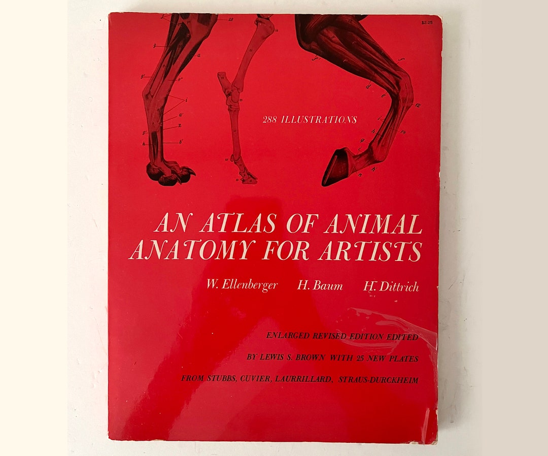 Atlas of Animal Anatomy for Artists Book Art Reference Studies Etsy