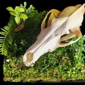 May include: A detailed display featuring a cream-colored animal skull resting on a bed of vibrant green moss and small plants. The skull is the focal point, with its intricate bone structure visible. The arrangement includes artificial ferns and small white mushroom accents.