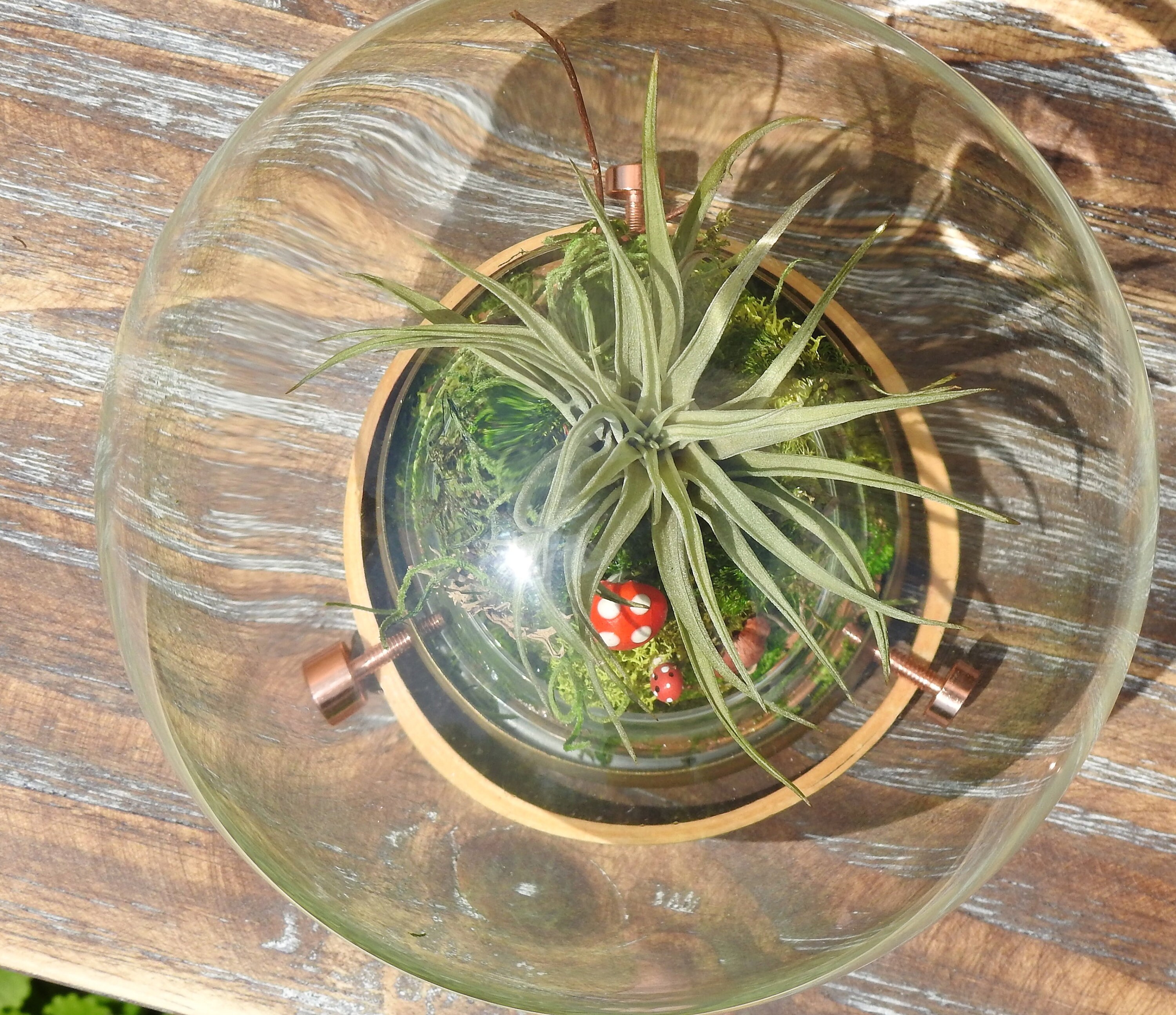 Glass Globe Planter Upcycled Industrial Air Plant Terrarium Etsy