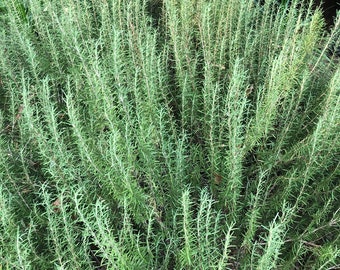 Download Free Rosemary Plant Etsy SVG Cut Files