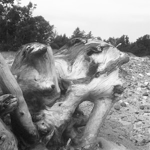May include: A weathered, gray driftwood sculpture with intricate knots and grain patterns. The wood has a natural, organic texture and is shaped like a twisted, abstract form.