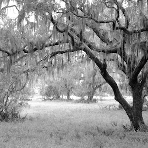 May include: Black and white photograph of a grove of trees with Spanish moss hanging from the branches. The trees are in a field of tall grass.