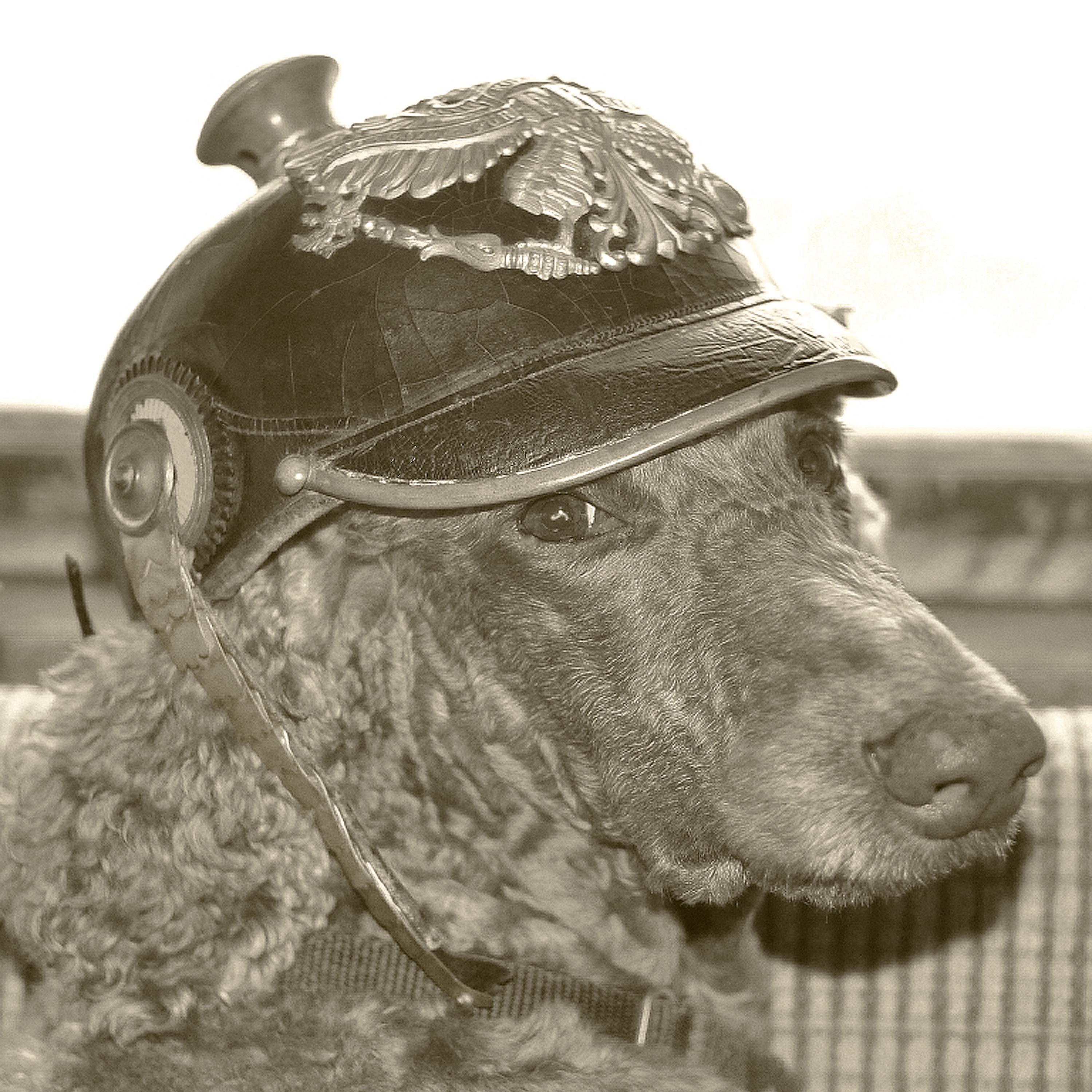 Bernhard Willhelm ベルンハルト アニマルプリントタンクトップ Poodle in a Pickelhaube Digital Download Monochrome Photograph