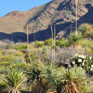 May include: A desert landscape with a mountain in the background and several yucca plants in the foreground. The yucca plants have tall, slender stalks with green leaves.