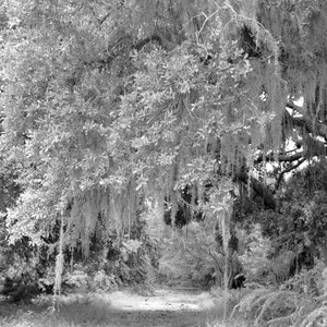 May include: A black and white photograph of a path through a forest. The trees are covered in Spanish moss, which hangs down from the branches. The path is lined with trees on both sides.