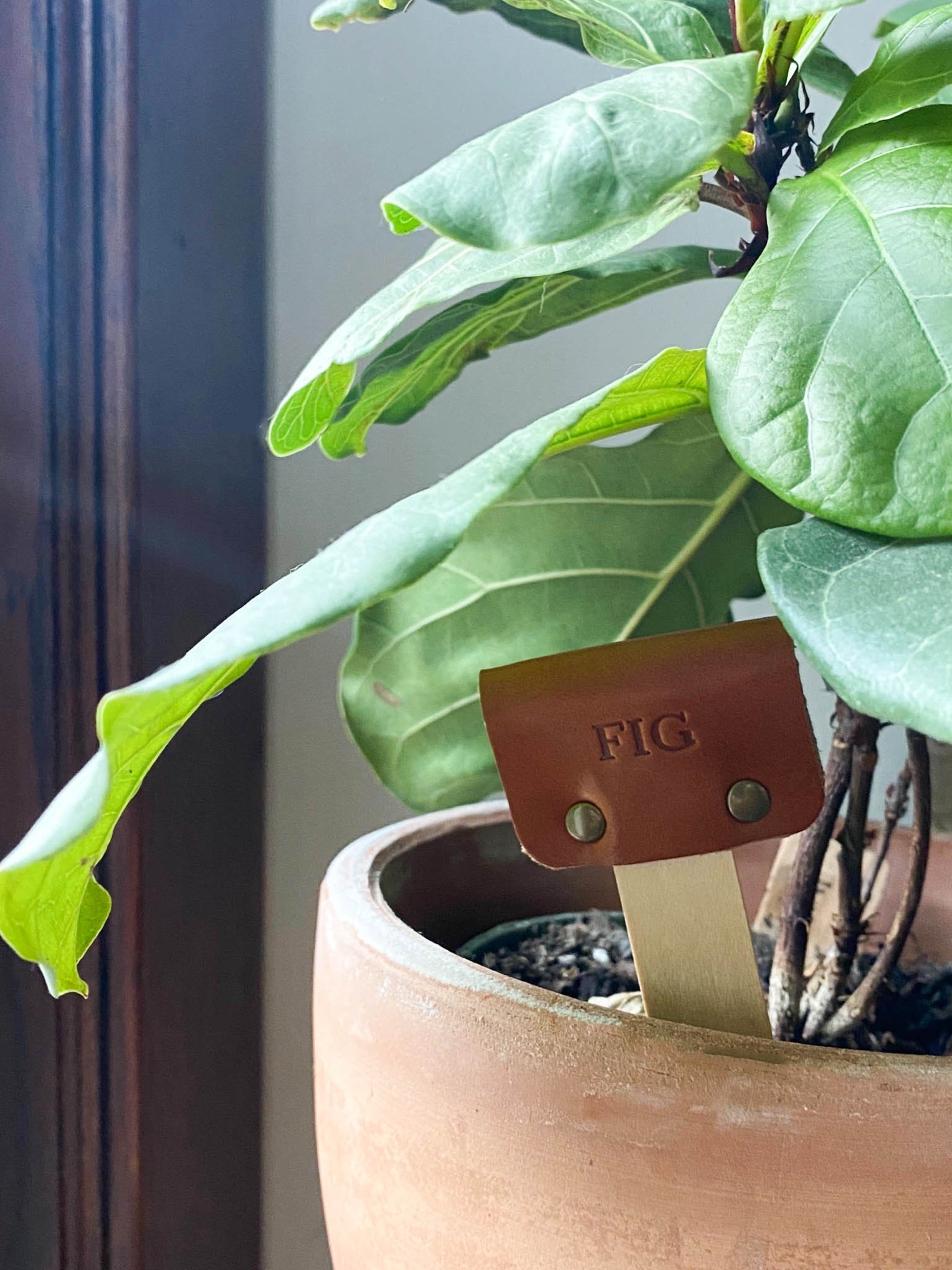 Etiqueta de planta de cuero