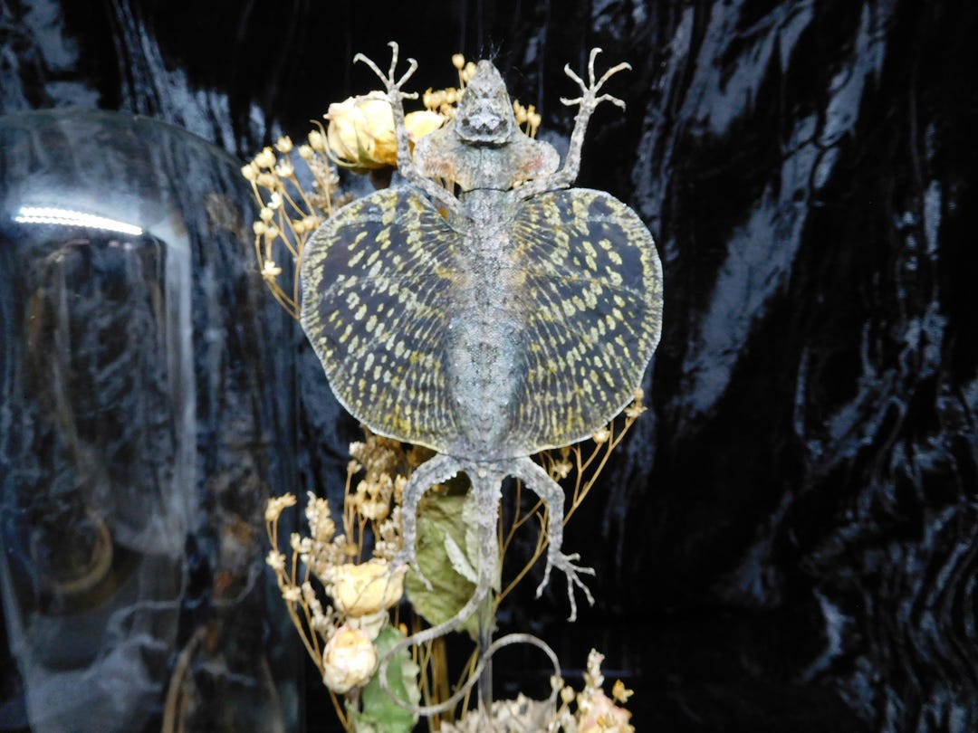 Draco Flying Lizard Dome - Etsy