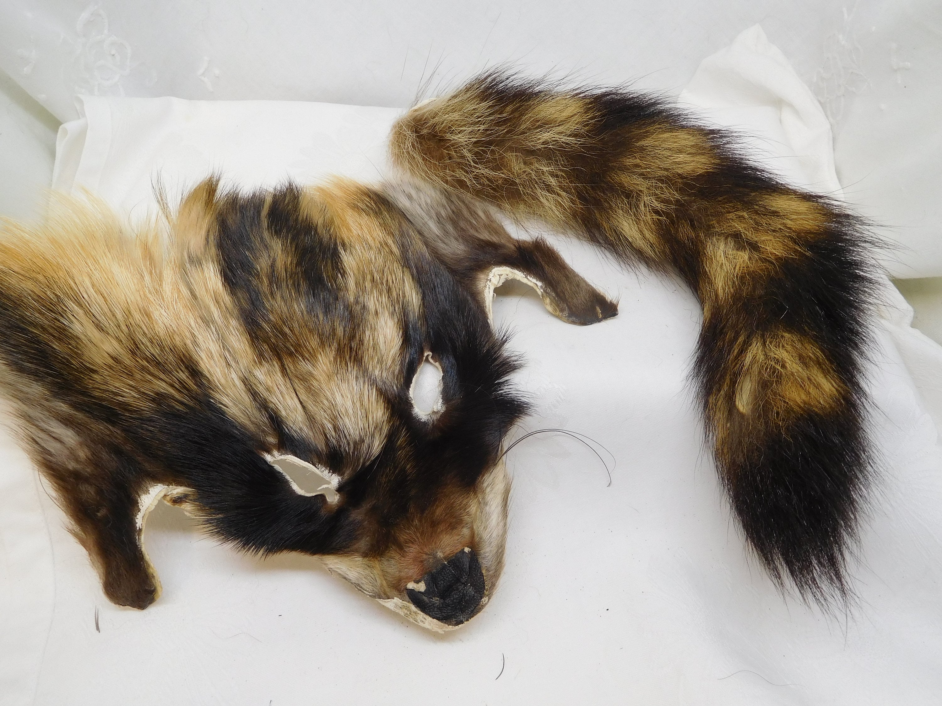 Tanuki Face & Tail