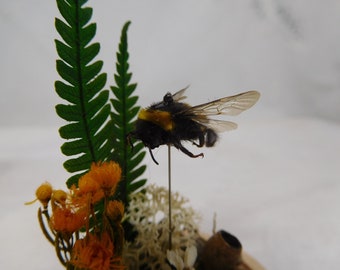 Bumble Bee Glass Dome