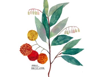 Puede incluir: Una ilustración en acuarela de una planta Arbutus unedo con hojas de color verde oscuro, racimos de pequeñas flores rosadas en forma de campana y frutos redondos texturizados en tonos amarillo, naranja y rojo. El texto ARBOÇ ARBUTUS UNEDO aparece impreso debajo.