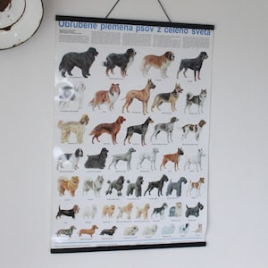 Dogs School Chart Wall Decor Pull Down Poster Zoological Poster Dog Breeds Vintage Poster Educational Print Home Decor Gift for Dog Lover