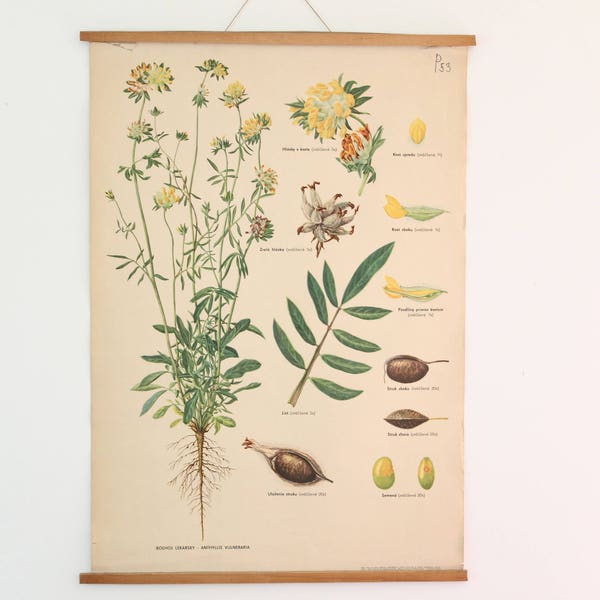 Flower School Chart, Rough Comfrey Pull Down Botanical Poster, Original Vintage Poster, Czechoslovakia, Educational Print, Home Decor
